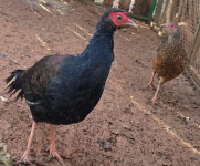 Par mladih sedlastih fazana.