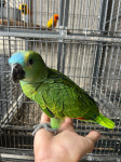 Plavočele amazone