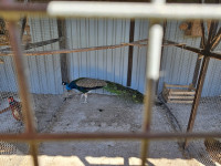 Prodajem pauna