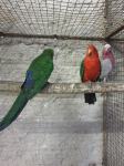 Radni par kraljevskih papagaja