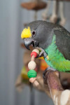 Ručno hranjene mayerove papige