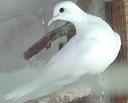 Senegalske grlice bijela i standard boje