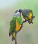 senegalski  papagaji