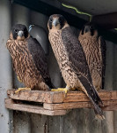 Sivi sokol - Falco peregrinus