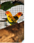 Sunčano papiga par