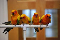 Sunčano papiga par + ženka  Nedelišće.