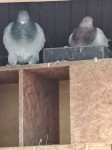 Teksan golubovi