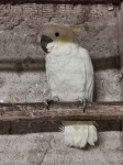 zutocubi kakadu