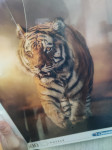 puzzle 1500 kom tigar