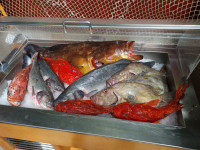 Vitrina za ribu TECFRIGO - mod. CARRELLINO FISH