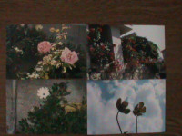 20 FOTOGRAFIJA CVIJEĆA, DRVEĆA I BILJA