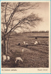 ISTRA - Na istarskom pašnjaku * stara razglednica, nije putovala* Ovce