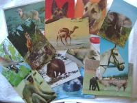 Komplet od 14 razglednica - Životinje - razglednice - 1 €