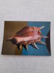 razglednica morska školjka 70-tih godina