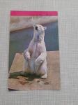 razglednica-ulaznica 1973 zoološki  vrt u zagrebu sjeverni medvjed ,,,