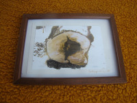 Srušeno drvo - Fotografija 1978