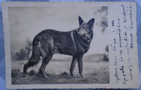 Stara razglednica sa slikom psa iz 1935 godine