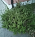 Ružmarin za svatove