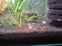 Akvarij s 30-ak red cherry kozica