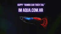 Akvarijske ribe - Corydoras, Rasbora, Guppy, Barbus, Tetra