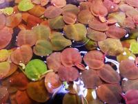 Akvarijsko plutajuće bilje - Phyllanthus fluitans