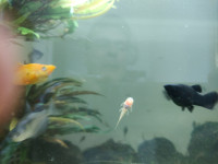 ancistrusi (čistač) albino i sivi, kozice, tetre, švert