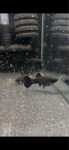 Black molly ribice