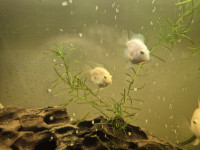 Platinum Parrot Ciklid