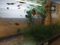 Guppy(dostava)