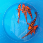 Japanski Koi Šarani