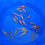 Japanski Koi Šarani