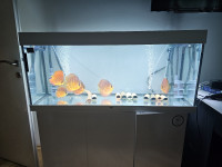 juwel rio 240 s postoljem i  ribicama