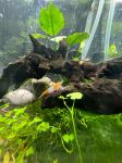 Neocardina kozice /ribice+ besplatno akvarijsko bilje