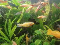 Ribice desetak vrsta.