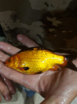 Zlatne ribice