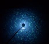PODVODNA LAMPA LED za ribolov / lignjolov (50W; bijela / zelena)