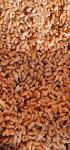 Pšenica-stara sorta- Stara trozrna osjata Pšenica (triticum trococum)