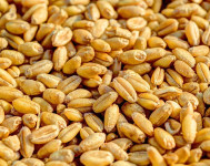 Sjemenska pšenica SOFRU