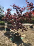 Acer palmatum Bloodgood 200 cm