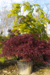 Acer palmatum 'Dissectum Inaba-Shidare'