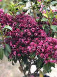 Kalmia latifolia Deep Secret