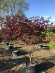 Acer palmatum Moonfire 200 cm