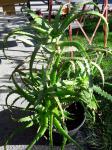 Aloe Arborescens - aloa - aloja