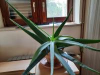 Aloe Vera biljka 130 cm širina