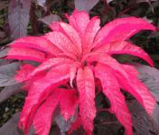 Amaranthus red / Sjeme