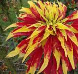Amaranthus Tricolor / Sjeme