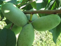 Sadnice-Asimina Triloba-Indijanska banana-PawPaw