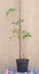 BAZGA, Sambucus nigra,, sadnica sa slike, lijepa i korisna biljka