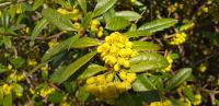 Berberis julianae – julijanina žutika sadnice