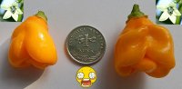 Bhut jolokia orange - Ljuta papričica - sjeme